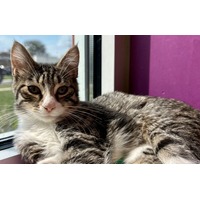 adopt-pet