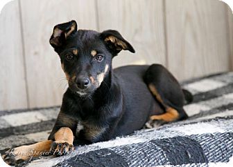 miniature pinscher hound mix