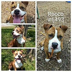 Thumbnail photo of Rocco - Adopted #4