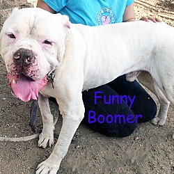 Thumbnail photo of Boomer #3