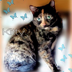 Thumbnail photo of KITTY #3