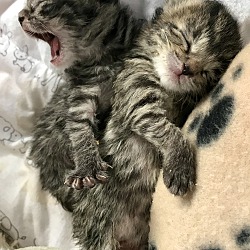 Thumbnail photo of 4 kittens #3