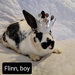 Photo of Flinn