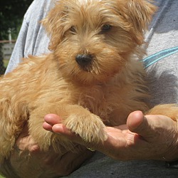 Beebe Humane Society's Desperate House Dogs (NH) in Salem, New Hampshire