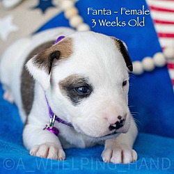 Thumbnail photo of Fanta #2