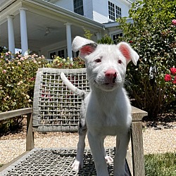 Photo of **Remi**puppy