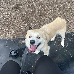 Photo of Bear