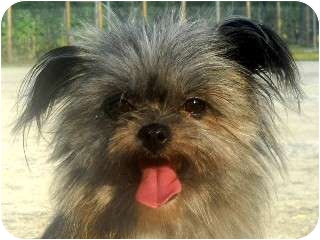 Affenpinscher Yorkie Mix Goldenacresdogs Washington Nc Affenpinscher Meet Scruffles A Pet For Adoption