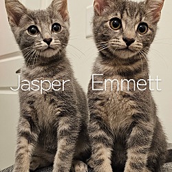 Thumbnail photo of Adopted! Jasper #4