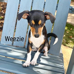 Thumbnail photo of Weezie #1