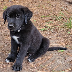 Thumbnail photo of Pyrenees Labrador Puppies #1