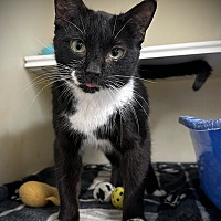 adopt a pet