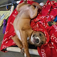 adopt a pet