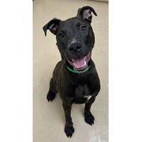 adopt-pet