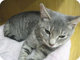 New York Ny Domestic Shorthair Meet Blue Tabby Kittens A Pet For Adoption