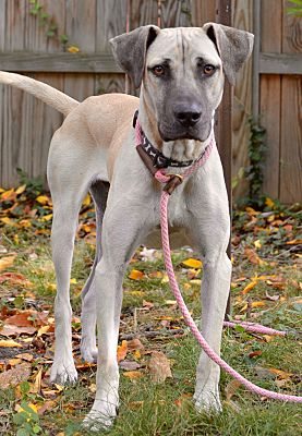french bulldog grey blue eyes