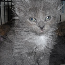 Thumbnail photo of Moran, beautiful kitten #1