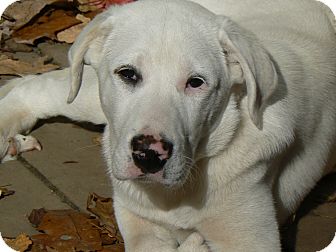 great pyrenees boxer mix breed