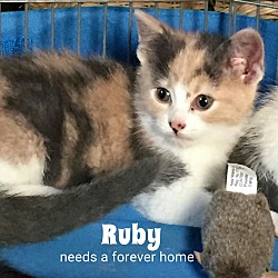 Thumbnail photo of Ruby #1