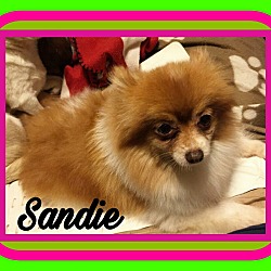 Thumbnail photo of Sandie #1