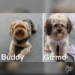 Thumbnail photo of Buddy and Gizmo #1