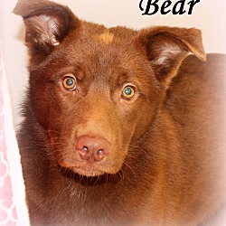 Thumbnail photo of Bear ~ meet me! #1
