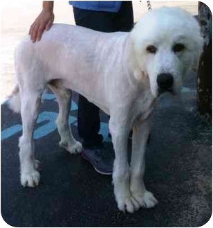 great pyrenees haircut