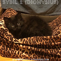 Photo of Sybil 2 (Dionysius)
