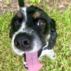 Photo of Teddy