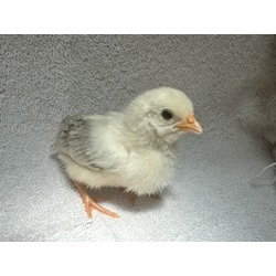 Photo of CHICK 2