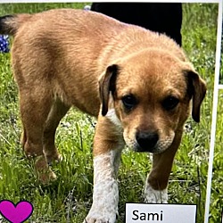Thumbnail photo of Sami #3