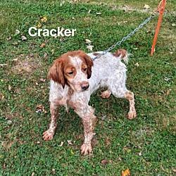 Photo of Cracker