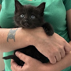 Photo of Samosa (available for pre-adoption)