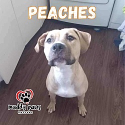 Photo of Peaches (Courtesy Post)