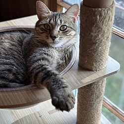 Thumbnail photo of Tigger #2