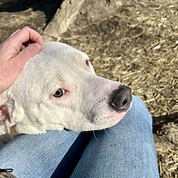 bonded pet photo