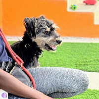 adopt-pet