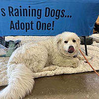 adopt a pet