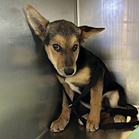 adopt a pet