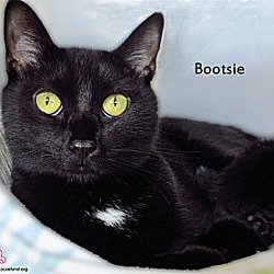 Thumbnail photo of Bootsie #2