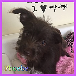 Thumbnail photo of Pheobe #2