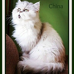 Thumbnail photo of CHINA #1