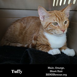 Thumbnail photo of Tuffy #4