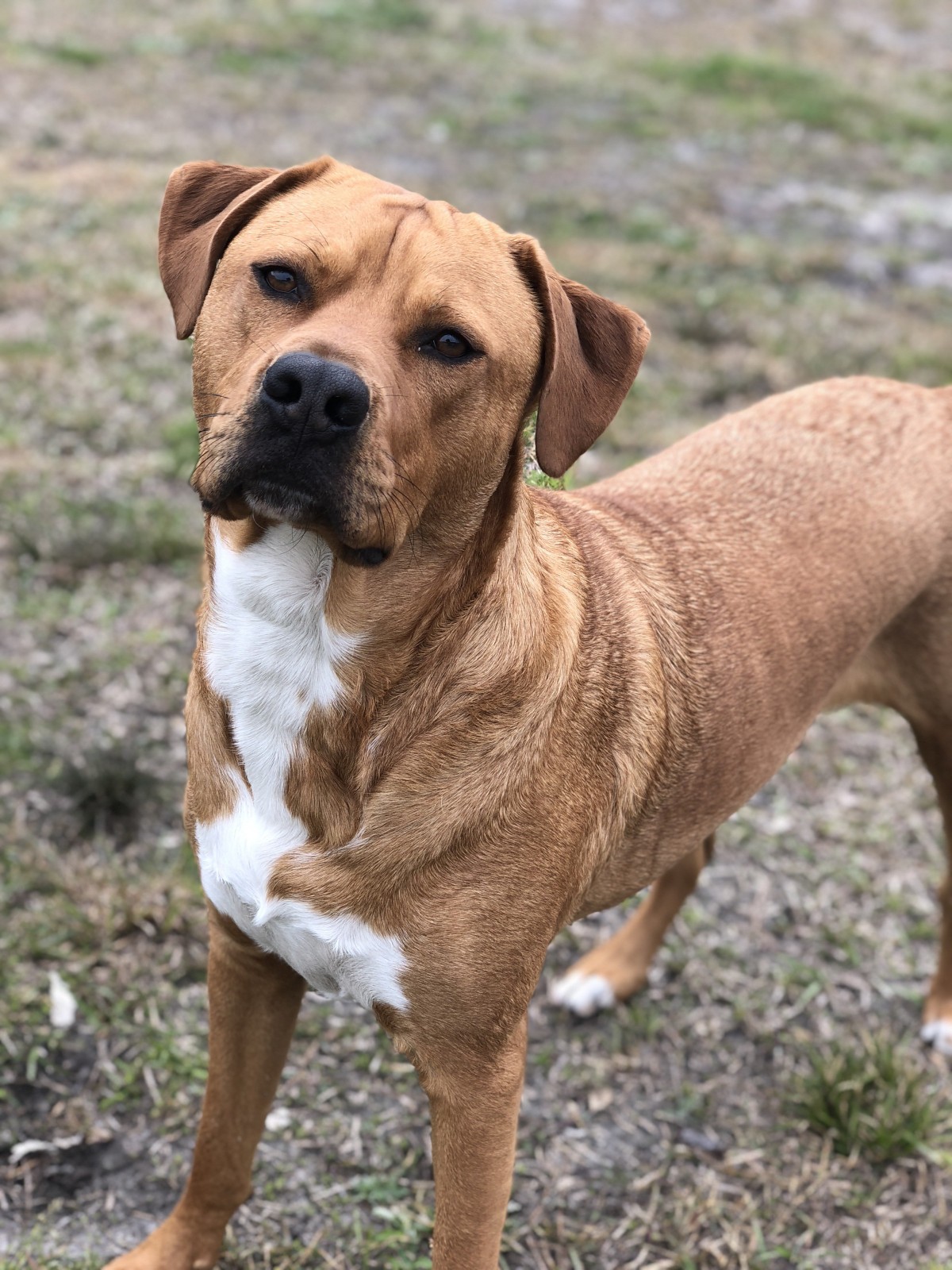 Adopt Buddy a Red/Golden/Orange/Chestnut with White Labrador