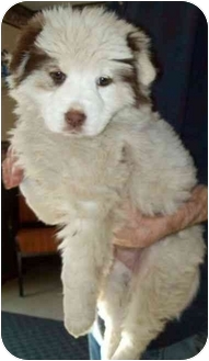 North Judson In Australian Shepherd Meet Ted A Pet For North Judson In Australian Shepherd