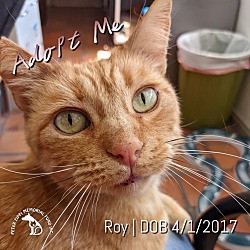 Photo of Roy