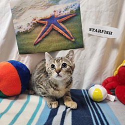 Thumbnail photo of Starfish #3