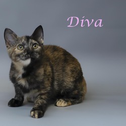 Thumbnail photo of Diva C24-246 #4