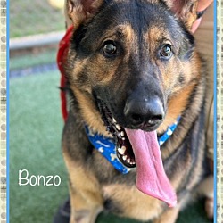 Thumbnail photo of BONZO #4