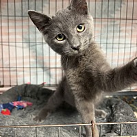 adopt a pet